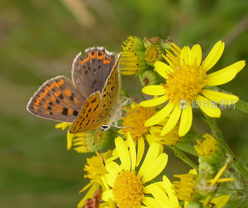 灰铜蝶(Lycaena tityrus)雌性